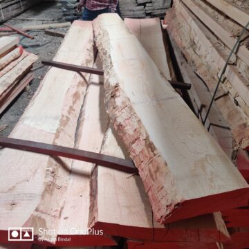 White Ash Wood